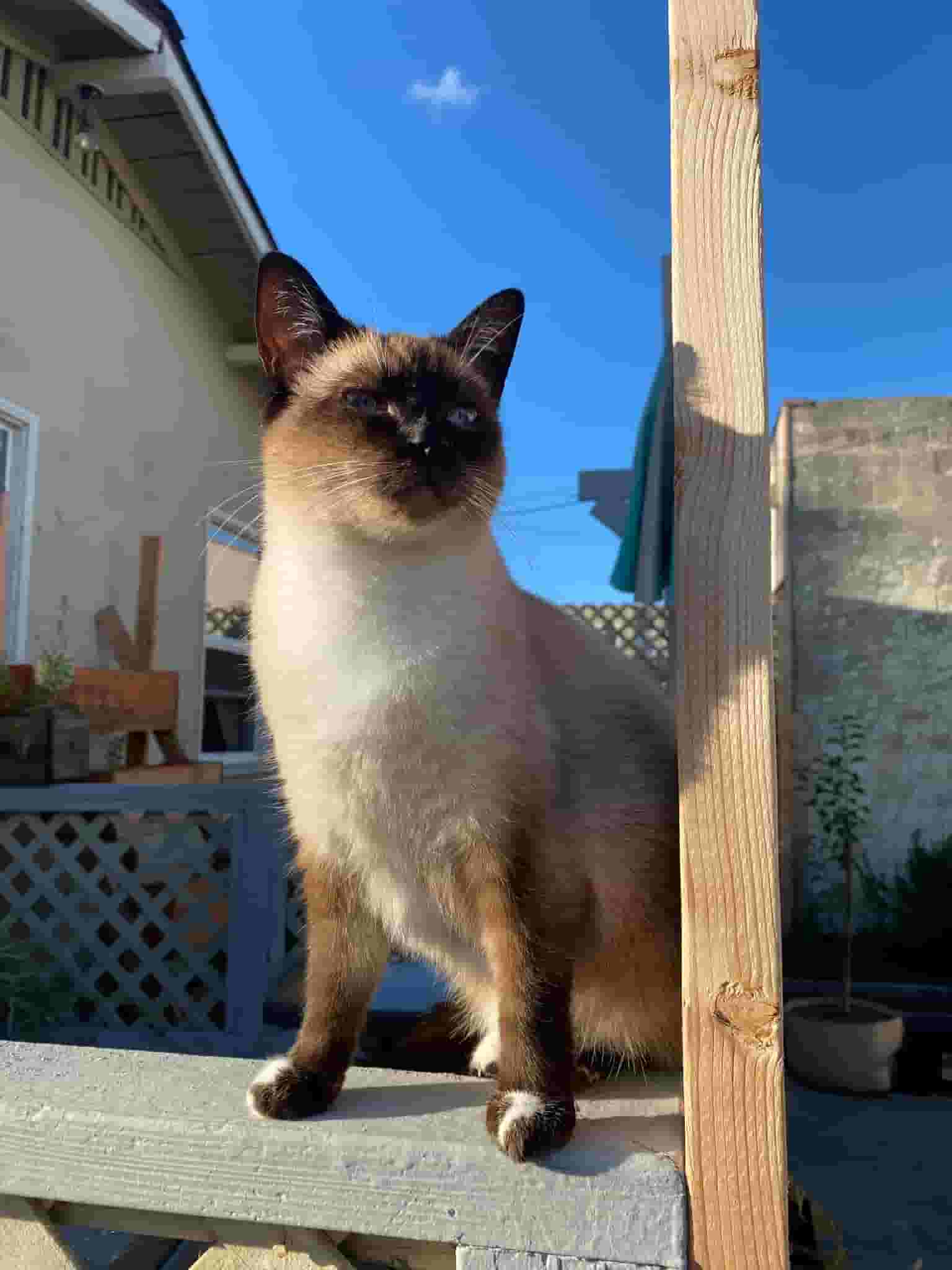 A curious cat lounging in the afternoon sun, perfectly content with life and completely unaware of how photogenic it is